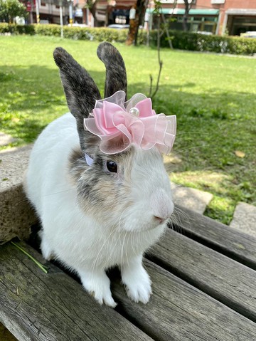 Q1-手工寵物生日帽子寵物髮飾頭套兔兔牽繩衣配件兔子花圈