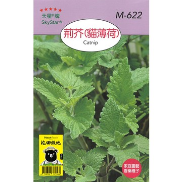 花田綠地種子 荊芥 貓薄荷