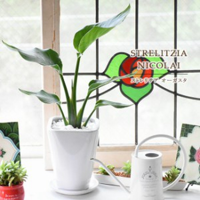 選べる装飾プレゼント ストレリチア オーガスタ 白陶器鉢入り 陶器受け皿付 通販 Lineポイント最大1 0 Get Lineショッピング