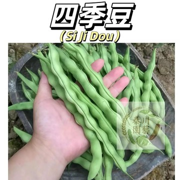 嘉儀現貨（四季豆種子）高產早熟有架四季豆種子爬藤四季播芸豆豆角種子紅花無筋春秋紫紅 無架四季豆 紅扁豆#健康蔬菜種子