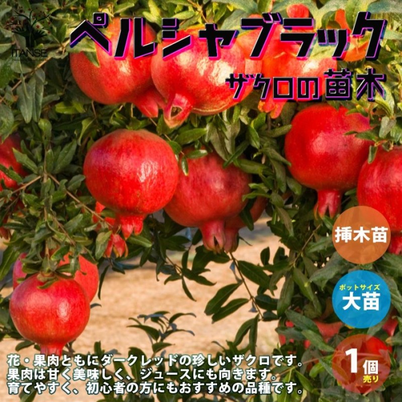 ザクロの苗木 ペルシャブラック【果樹の苗木 12cmポット 挿し木苗／1個