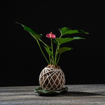 粉紅火鶴花苔球 苔球植物 苔玉 室內植物 辦公室植物 交換禮物