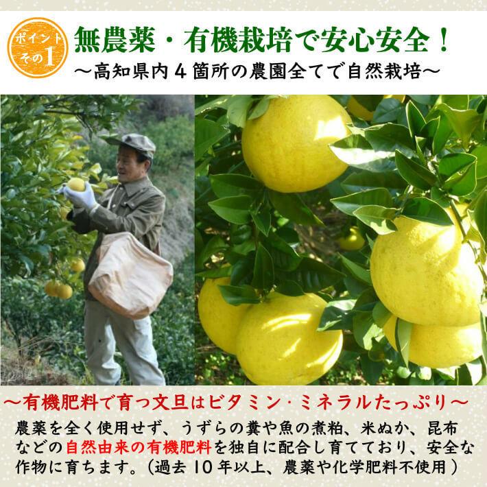 ＼2月中旬発送予約／ 無農薬 土佐文旦 有機肥料 家庭用 5kg 高知県産 2L-L 混合 糖度13度