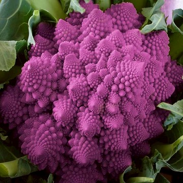 台灣現貨🥦夢幻紫寶塔花椰菜種子🥦 陽台盆栽可種 珊瑚尖塔造型 花青素雙倍 居家有機蔬菜 四季高產蔬菜種籽 限量稀有品種