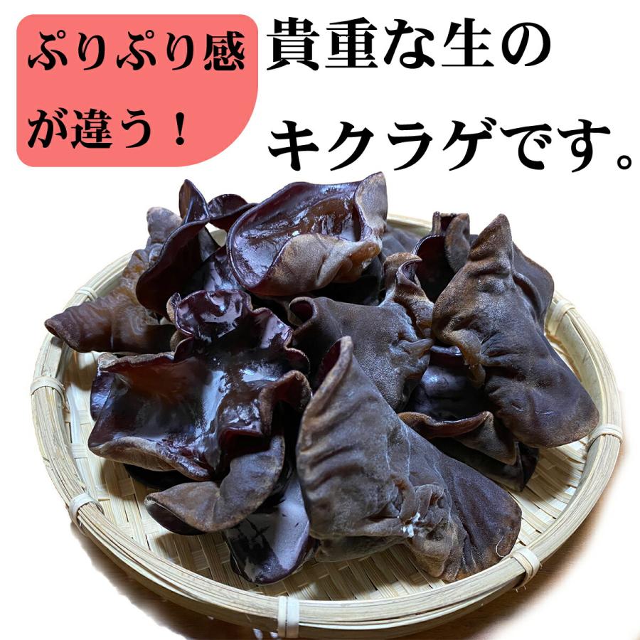 生きくらげ 2ｋｇ 人吉産 ぷりぷり食感 国産 