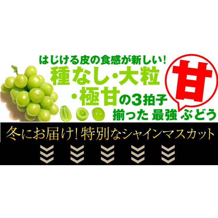 ぶどう 1房 冬出し シャインマスカット 長野産 約600g前後 大房 ご家庭用 送料無料 国華園