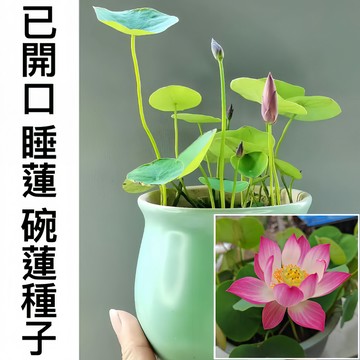 🌸50款水生花卉種子大全🌸 已開口碗蓮睡蓮荷花蓮花 迷你盆栽 室內陽台 水景造園 開花不斷 花色齊全 新手入門