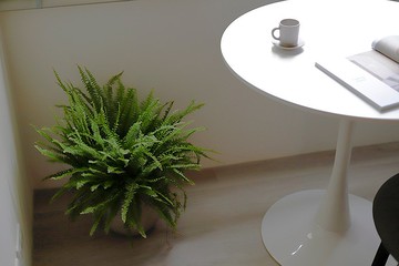 【室內盆栽】波士頓蕨盆栽 中型盆栽 觀葉植物 綠化 盆栽 送禮