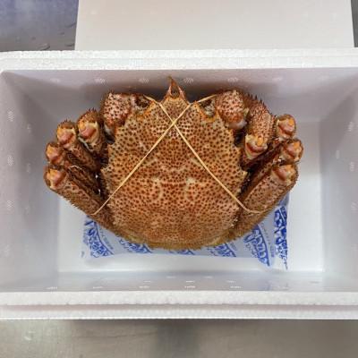 ふるさと納税 佐呂間町 オホーツク産　浜茹で毛蟹　約500g×1パイ　冷凍便