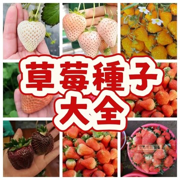 🍓草莓種子 【稀有品種草莓種子】當季新籽 發芽率高 產量高 多汁可口 營養豐富 新手易種易活 #超優惠