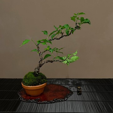 日本香篆雲龍梅∣中品梅盆栽 香氛梅花