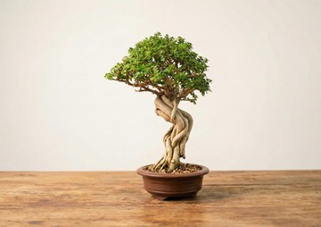 小品盆栽・米葉壽娘子