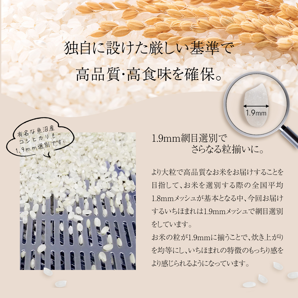 令和5年産　福井県産　いちほまれ　10kg（5kg×2袋）