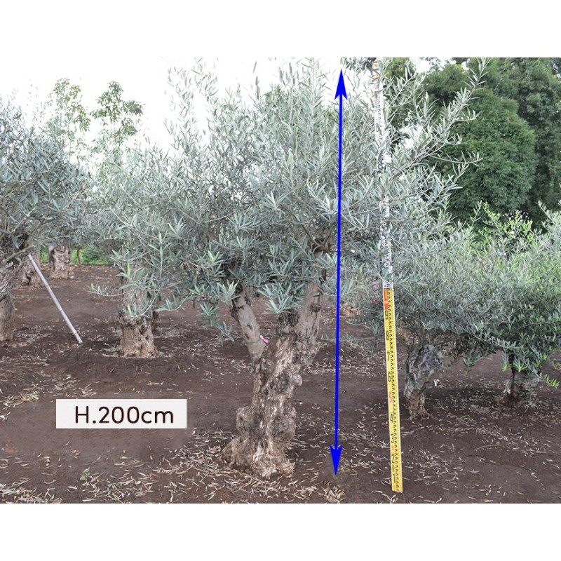 スペインオリーブ 古木 HAL シンボルツリー オリーブの木 約200cm 直輸 古木 原木 地植え 丈夫 現品 庭 見学可能 植木 庭木  ガーデニング 新築 記念樹 | LINEブランドカタログ