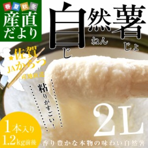 佐賀県より産地直送 JAからつ 自然薯 2Lサイズ 1本入 約1.2キロ 化粧箱 送料無料 じねんじょ 山芋 やまいも