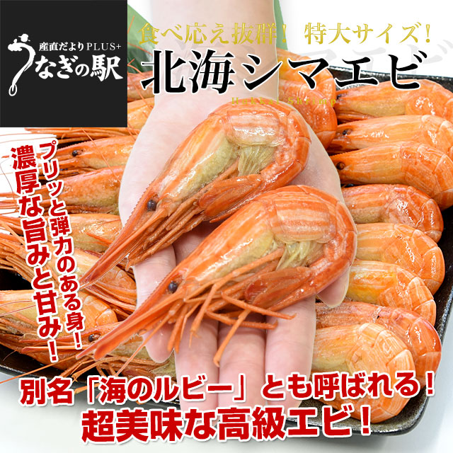 北海道より直送 特大 北海シマエビ Ｌサイズ 500ｇ(20尾前後) 送料無料 しまえび 縞えび エビ