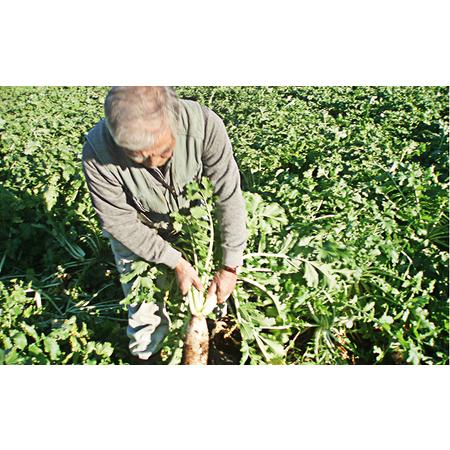 ふるさと納税 おかげさま農場の野菜のおまかせセット（無化学農薬・肥料栽培） 千葉県成田市