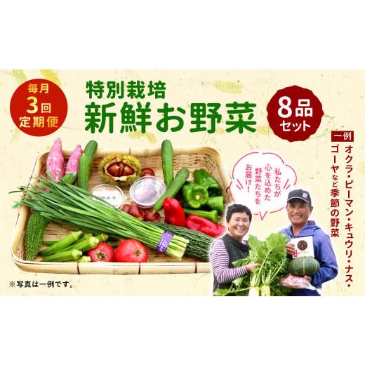 ふるさと納税 宮崎県 えびの市 特別栽培 季節のお野菜セット 8品 おまかせ やさい