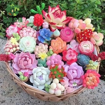 多肉植物種子 仙人掌種子 生石花種子 石蓮花種子 景天種子 多肉播種 自採種子 多肉大禮包 多樣化種子 陽台盆栽 療癒小