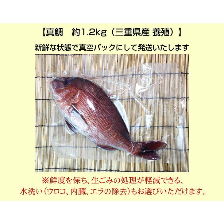 活〆 真鯛 標準サイズ 1尾  1.2kg　[魚介類]