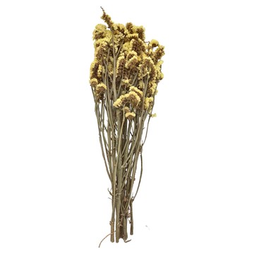 勿忘我 約100克 1入  黃色