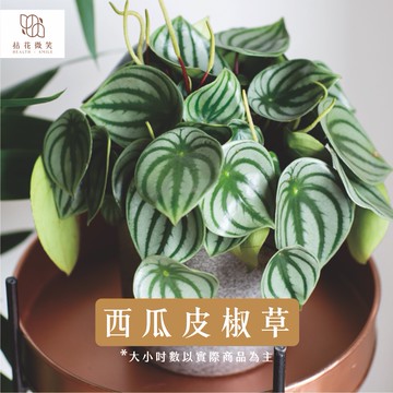 【拈花微笑】西瓜皮椒草 | 3吋 | Peperomia argyreia｜葉片寬大圓潤｜室內觀葉植物｜絕佳新手觀葉首選
