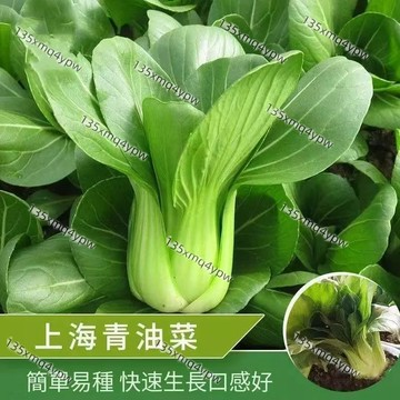 現貨 湯匙菜 青江白菜 （100粒）青油菜 青梗白菜 【蔬菜種子大全】四季種植蔬菜種子 小白菜 菜心 上海青 油麥菜種子