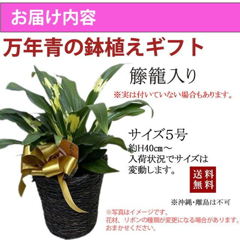 万年青 オモト おもと 【 万年青の鉢植え 篭付き 】 プレゼント 引っ越し祝い 実 種類 花 育て方 土 玄関 生け花 神楽坂 鉢 葉が黄色 販売  縁起 花ギフト | LINEブランドカタログ