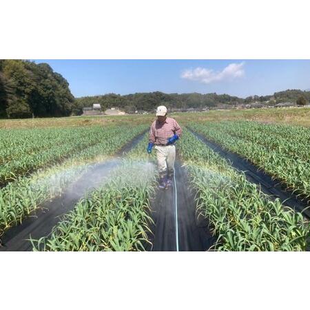 ふるさと納税 にんにくの芽 国産 2024年 発送 約1kg 錦町産 農薬・化学肥料 栽培期間中不使用 桑原農園 希少 甘くてほくっと！配送不可：離島 熊本県錦町