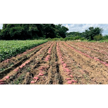 ふるさと納税 訳あり 茨城 八千代町産 さつまいも 紅はるか 生芋 土付き 無選別 約 10kg 長期熟成 べにはるか いも イモ 芋 おやつ デザート .. 茨城県八千代町