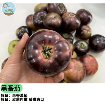 🍅【抗癌抗氧化之王】黑番茄種子 紫色櫻桃小番茄 高花青素 水果沙拉首選 陽台盆栽可種 約20粒 獨特風味 養生首選