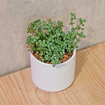 雪花蔓 莫蘭迪色系直紋陶盆 室內植物 觀葉植物 禮物 盆栽