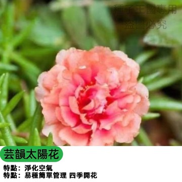 重瓣太陽花種子 芸韻品種 多頭向日葵 觀賞向日葵 開花機器 切花材料 庭院花海 陽台盆栽 矮性品種 四季可播 超好種