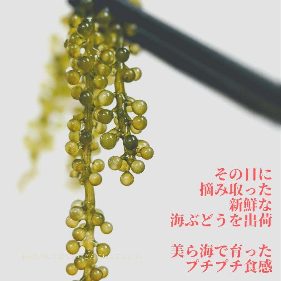 浦宜海ぶどう100ｇ×2パック