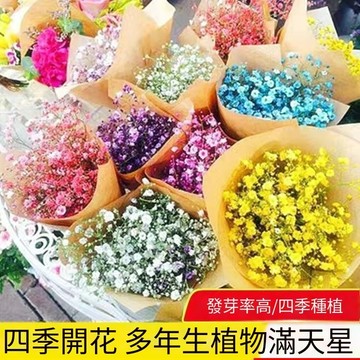 滿天星花種子 嬰兒的呼吸 台灣現貨 四季易種 開花小星 爆盆陽台 庭院花卉 香草植物 室內盆栽  浪漫花海