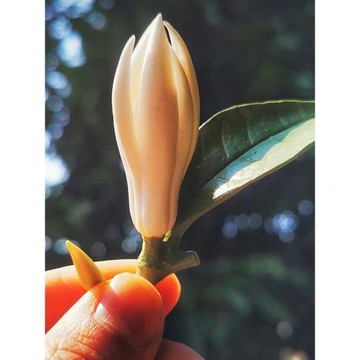 三山堂精品茶寵擺件帶葉玉蘭花香插陶瓷純手工花個性創意禪意茶道