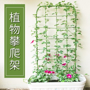 陽臺植物爬藤花架喇叭花鐵線蓮造景屏風盆栽牽牛花攀爬網格架子
