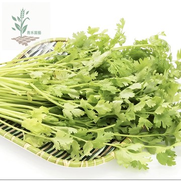 爆款！6款香菜種子（100粒）四季香菜種子 大葉芫荽鹽須種子 四季高產蔬菜 速生耐抽苔陽臺庭院可種#台灣自留種