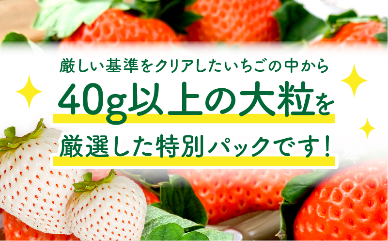 期間・数量限定 宮崎県産 イチゴ 幸せの紅白いちごセット おおきみ天使のいちご 大サイズ2パック(16粒～18粒程度)_M260-010