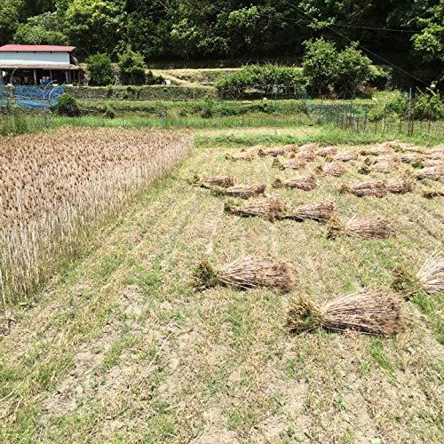 原種 紫もち麦 玄麦 450g 令和4年産 個包装 和歌山県産 無農薬 無化学肥料