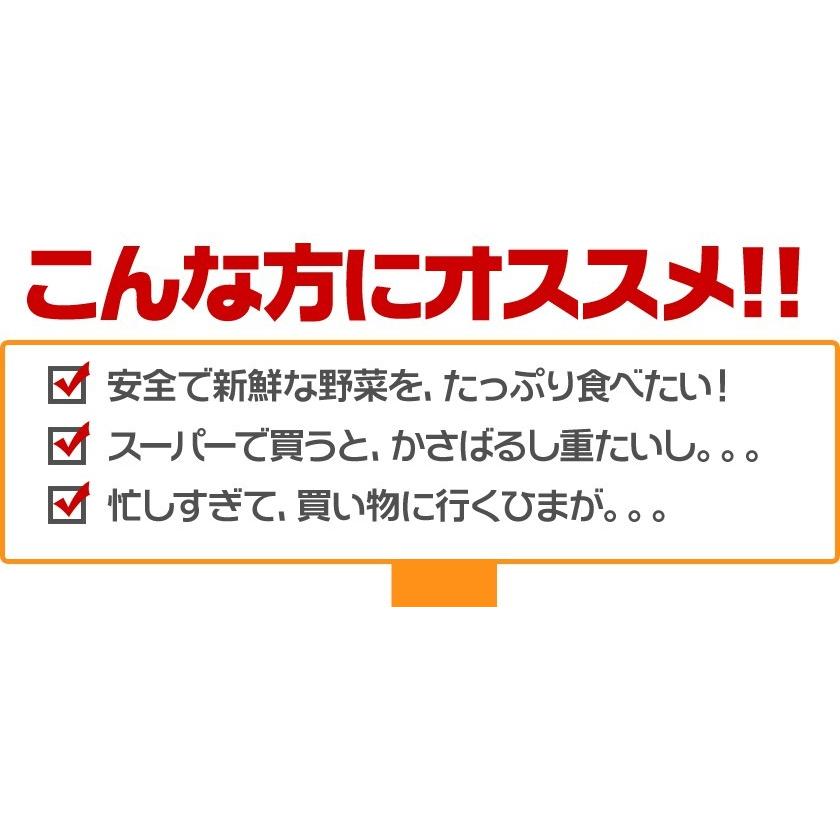 自家用 野菜セット たっぷり12品目 送料無料 熊本 九州 の安心安全 旬野菜 7-14営業日以内に出荷予定(土日祝日除く)