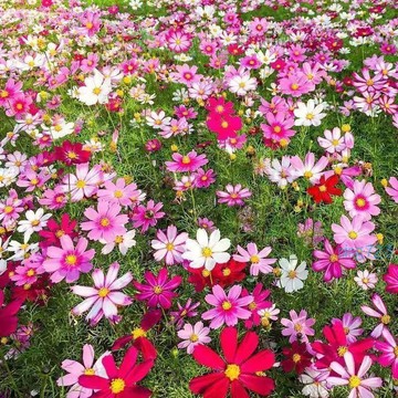 夢想花園｜矮桿西洋波斯菊種子✨高發芽率 耐旱好養 快速爆花陽台庭院美化