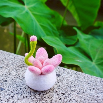 讓人治愈的粉紅多肉盆栽擺飾 手工羊毛氈桌面擺飾 家庭樂趣小物