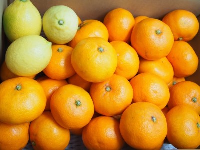 こだわり栽培　高根島みかん　5ｋｇ レモン3個入り　＜2023年11月下旬より発送開始＞
