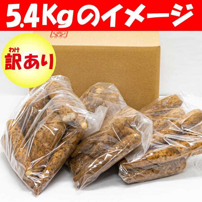 ヤマトイモ 5.4Kg B品 訳あり