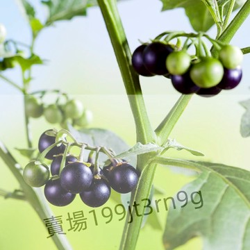 現貨 龍葵種子（500粒）龍葵 種子 烏甜仔菜 菜籽 野菜 烏仔菜 黑籽仔菜抗乾旱.抗濕冷.栽培容易.嫩莖及葉片可食用