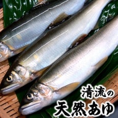 清流の天然あゆ(冷凍)食べやすいサイズ　8尾　兵庫県新温泉町産