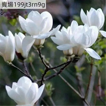 現貨🌼【玉蘭花種子】（50粒）🌼四季種植 濃香型花卉玉蘭花新種 高發芽率 高級花材種子盆栽庭院陽台種植玉蘭花花卉種植