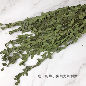 進口乾燥小尖葉尤加利葉 -不凋乾燥花圈 乾燥花束 不凋花 拍照道具 室內擺飾 -38元/束