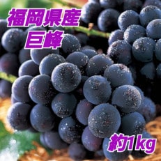 福岡県朝倉市産 巨峰 約1kg(朝倉市)